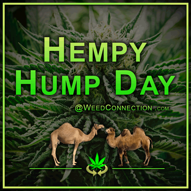 #Hempy #HumpDay