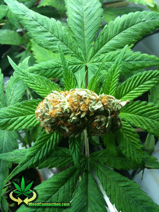 #Hempy #WorldEnvironmentDay #2017