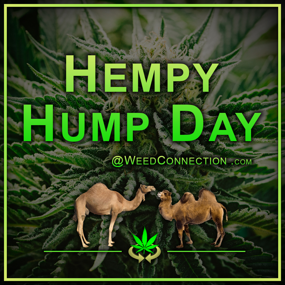 #Hempy #HumpDay