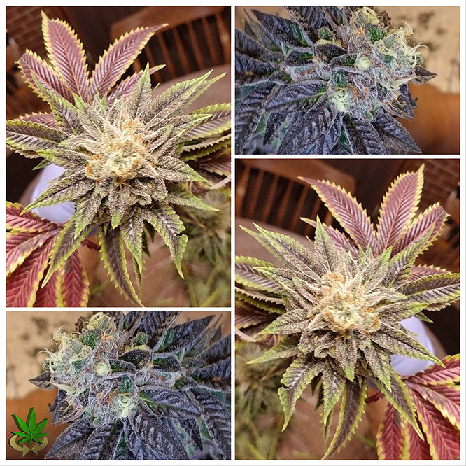 #Hempy #SundayFunday