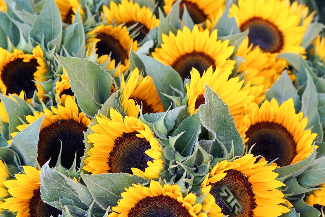 #Hempy #SundayFunday