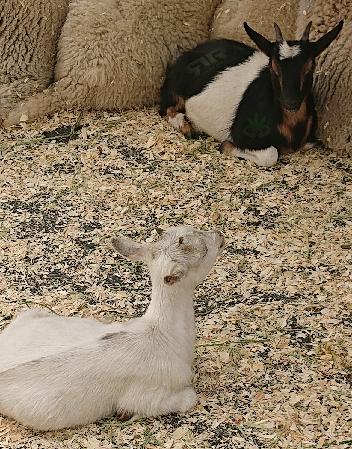 #WorldAnimalDay #2019