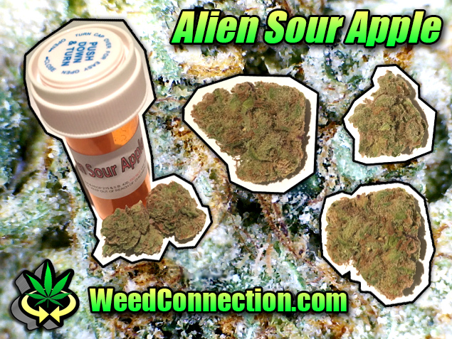 #Hempy #JohnnyAppleseedDay