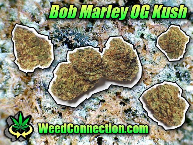 #BobMarley #OG #Kush