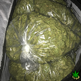 #Move #Weight @WeedConnection