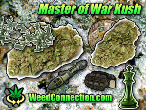 #Master of #War #Kush @WeedConnection