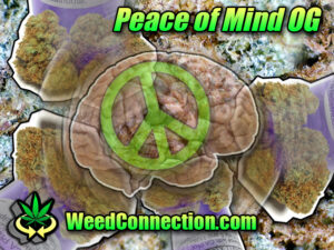 #PeaceOfMind #OG @WeedConnection