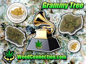 #Grammy #Tree @WeedConnection
