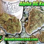 #Alpha #OG #Kush @WeedConnection