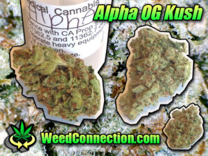 #Alpha #OG #Kush @WeedConnection