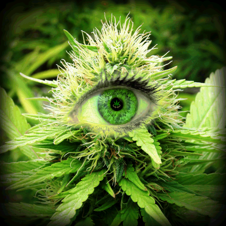 #Eye #Candy #Kush @weedConnection