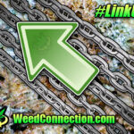 #Connect @WeedConnection