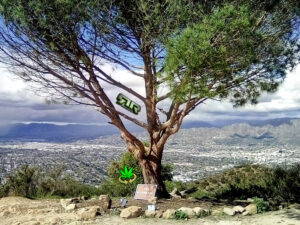 #WiSDoMtRee @WeedConnection