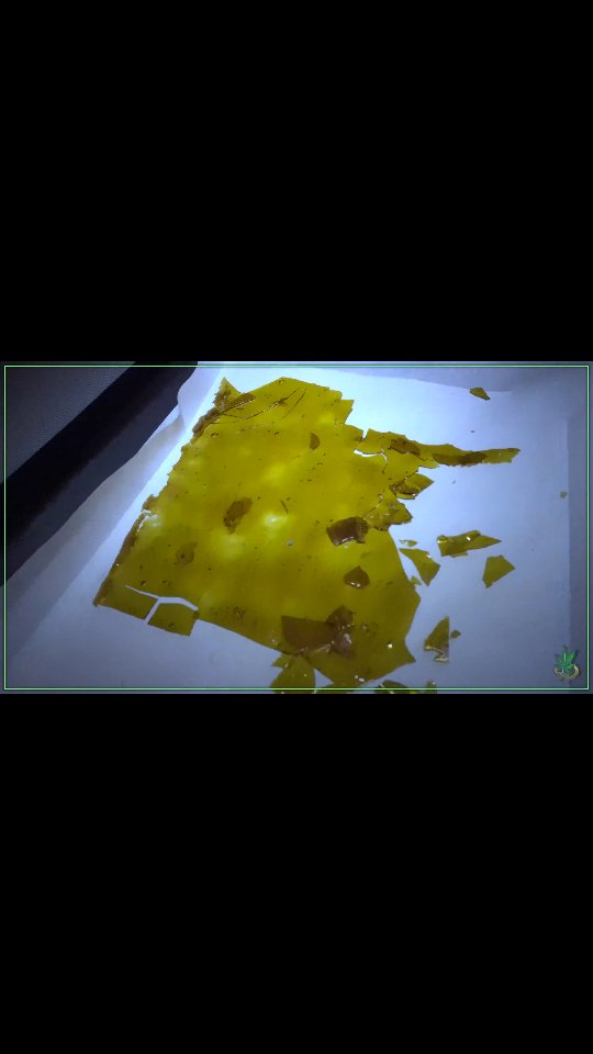 Terp Market #Sesh #Throwback @WeedConnectionInc 🌴🎉🌿